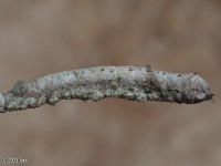 Girlfriend Underwing Moth Caterpillar