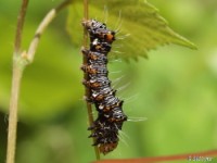 Eight-spotted Forester Moth Caterpillar