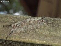 Tussock Moth Caterpillar