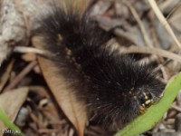 Tiger Moth Caterpillar