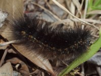 Tiger Moth Caterpillar