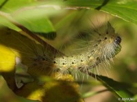 Fall Webworm Moth Caterpillar