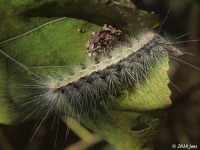 Fall Webworm Moth Caterpillar