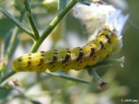 Goldenrod Flower Moth Caterpillar