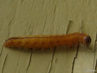 Dagger Moth Caterpillar