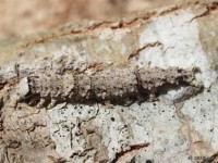 Ilia Underwing Moth Caterpillar