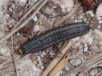 Large Necklace Moth Caterpillar