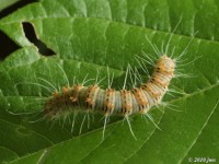 Retarded Dagger Moth Caterpillar