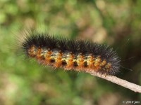 Salt Marsh Moth Caterpillar