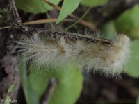 Virginia Tiger Moth Caterpillar