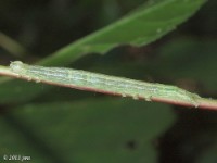 Yellow Scallop Moth Caterpillar