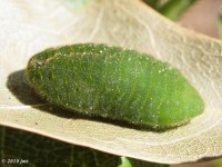 Probable Great Purple Hairstreak Butterfly Caterpillar attacked by wasp.