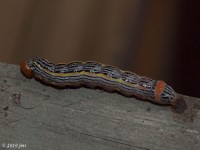 White-headed Prominent Moth Caterpillar