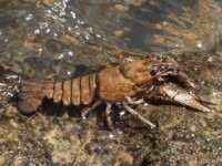 Crayfish