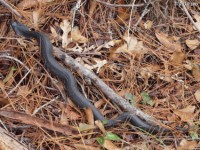 Eastern Hognose Snake