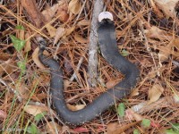 Eastern Hognose Snake