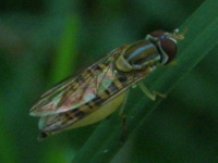 Syrphid Fly