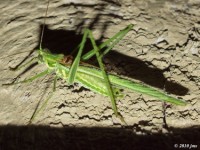 Eastern Cypress Katydid