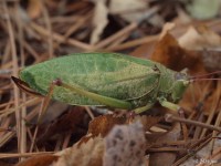 Common True Katydid