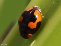 Lady Beetle