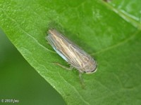 Leafhopper