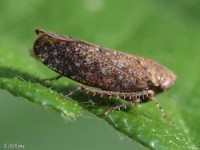 Bespeckled Leafhopper