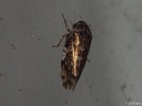 Leafhopper