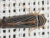 Sharpshooter Leafhopper