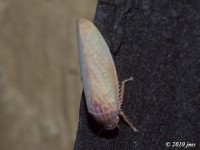 Leafhopper