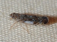 Leafhopper