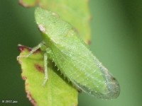 Leafhopper