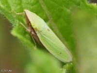 Leafhopper