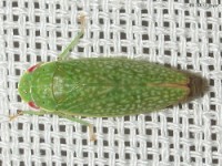 Leafhopper