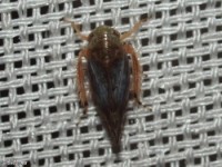 Leafhopper