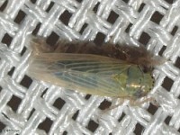 Leafhopper