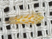 Leafhopper