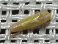 Leafhopper