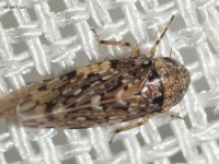 Leafhopper