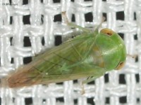 Leafhopper