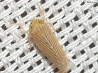 Leafhopper