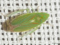 Leafhopper