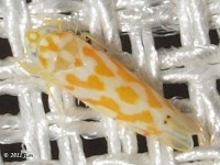 Leafhopper