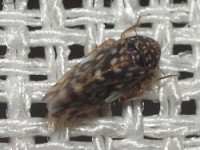 Leafhopper