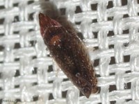 Leafhopper