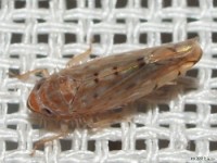 Leafhopper