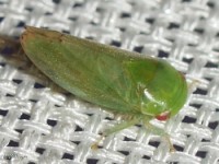 Leafhopper