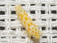 Leafhopper