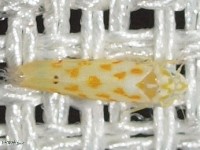 Leafhopper