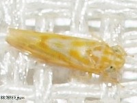 Leafhopper