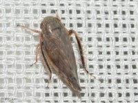 Leafhopper